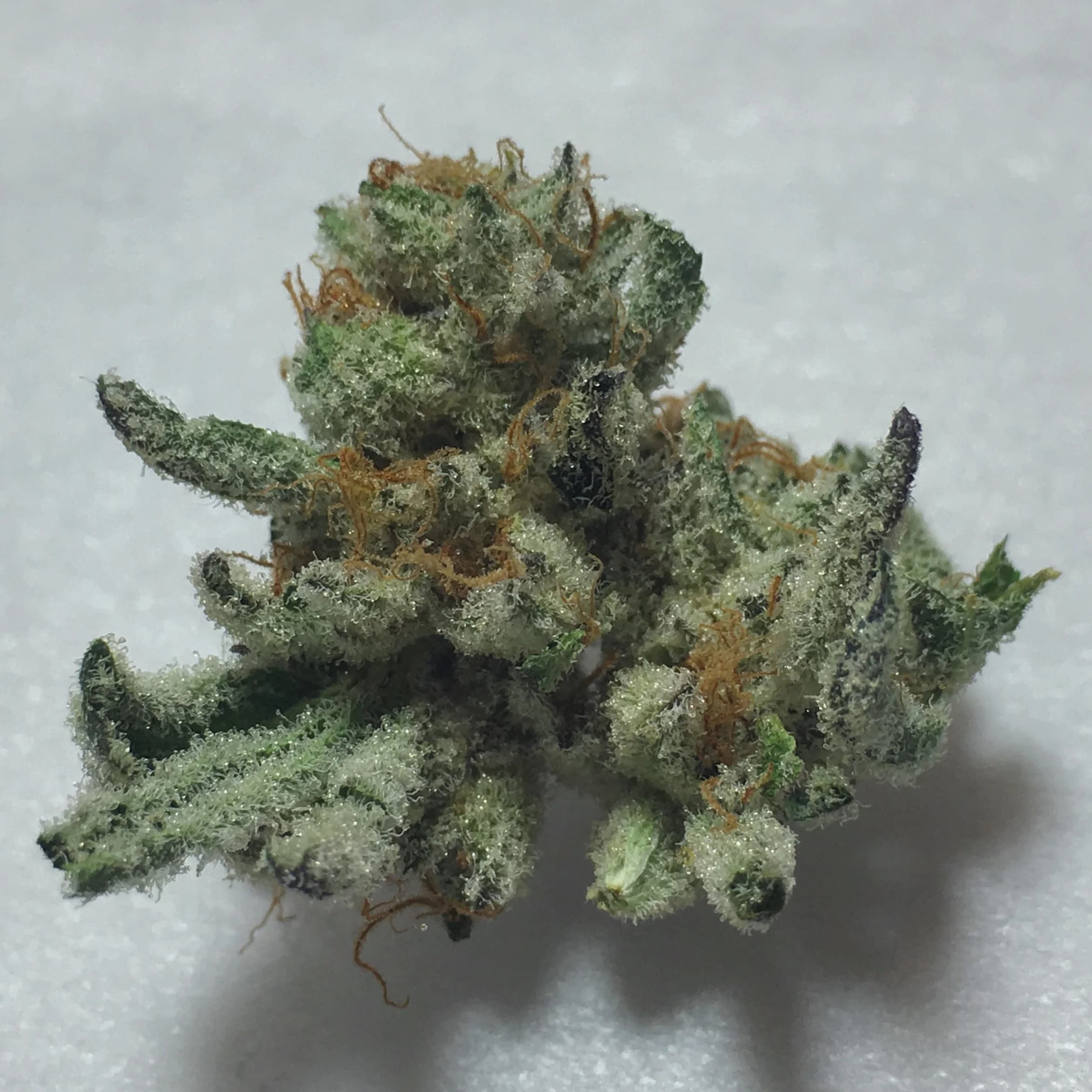 Cultivar photograph from the Gage usage house photo archive