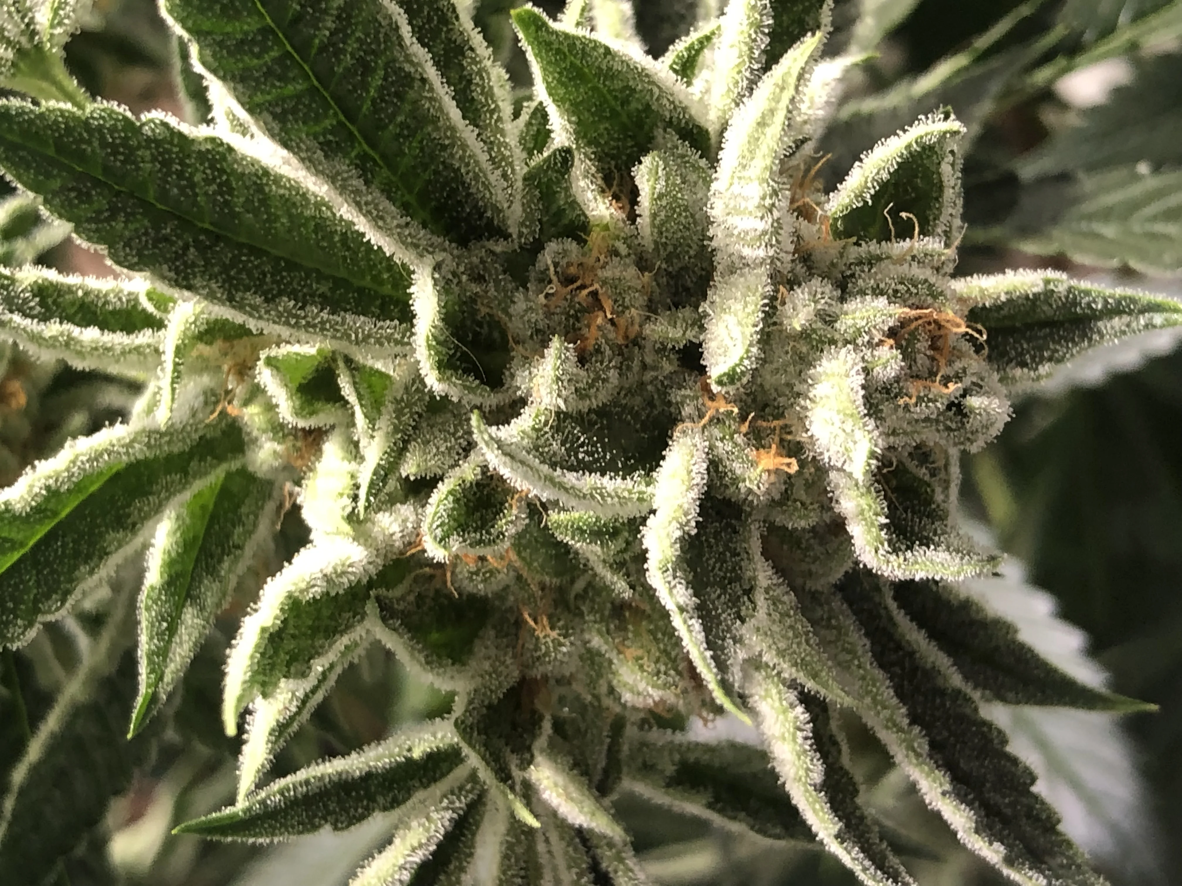 Grape Stomper OG photograph from the house photo archive