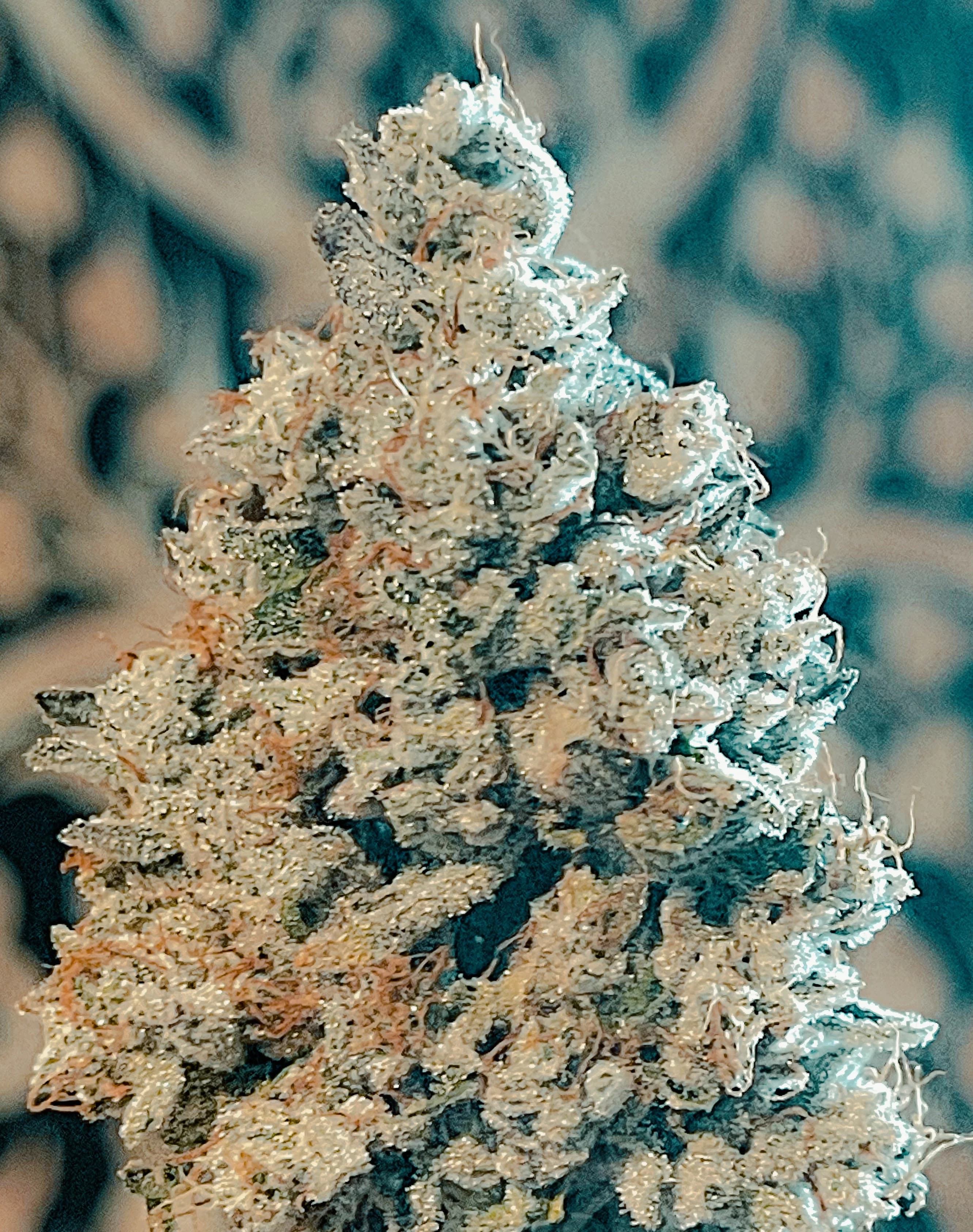 Grateful Breath photograph from the house photo archive