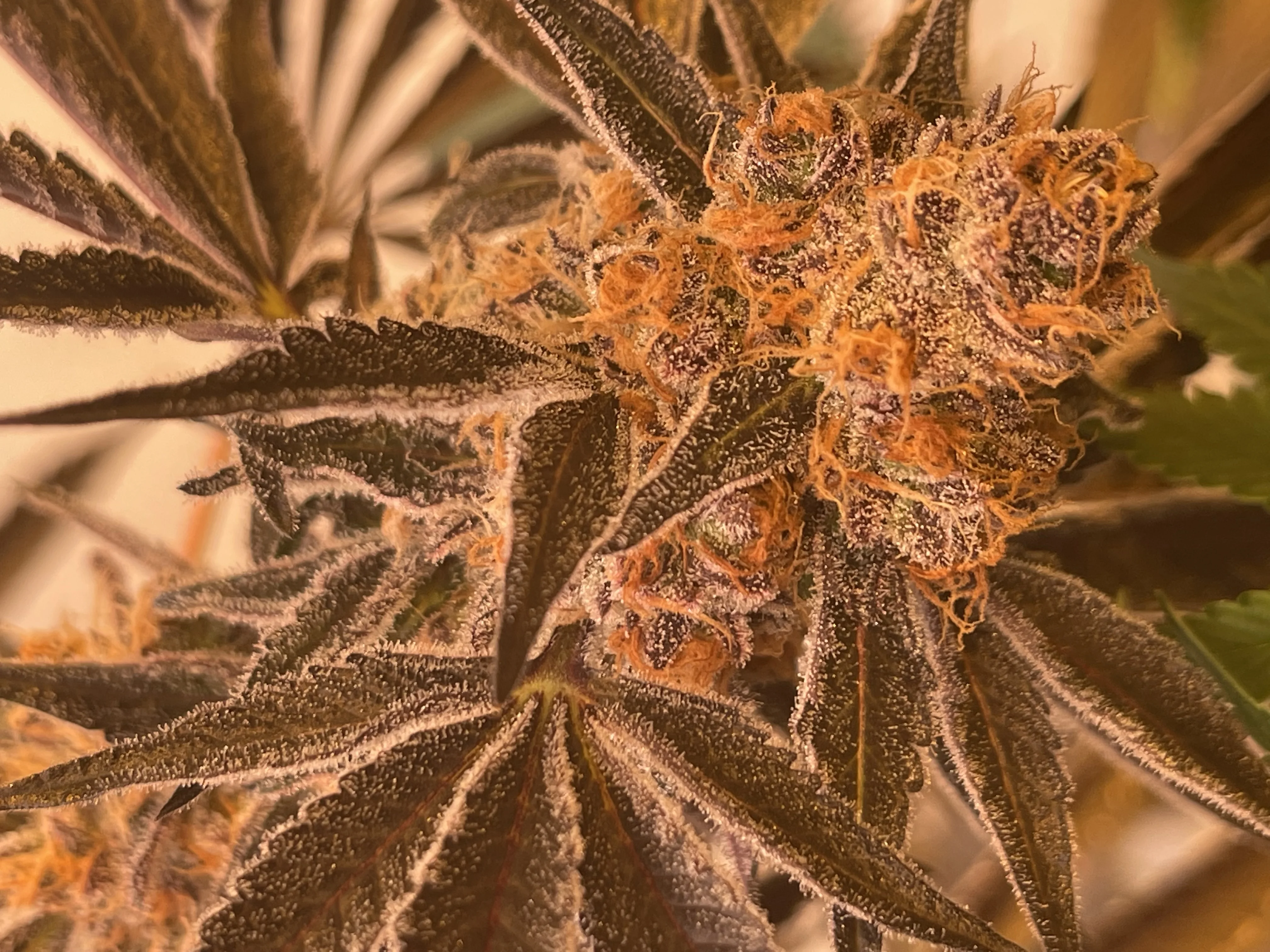 Mendo Breath photograph from the house photo archive