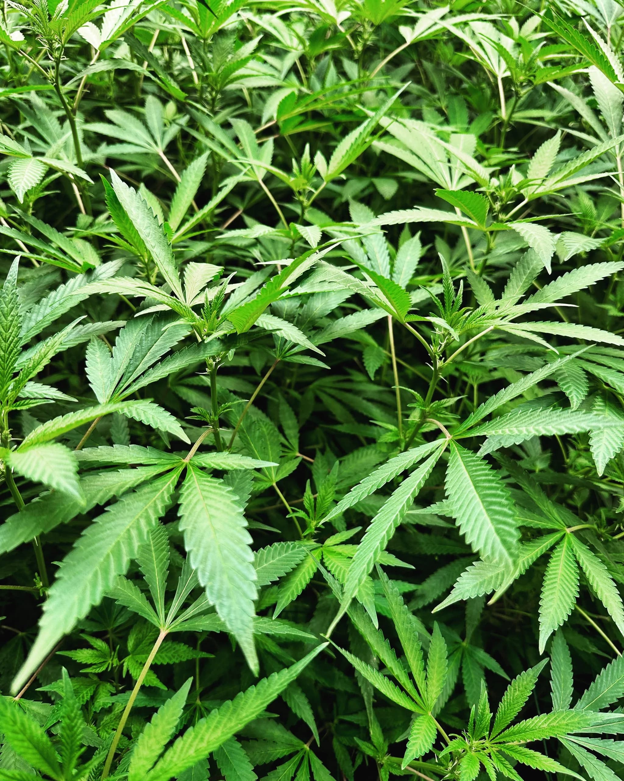 Canopy field study from the original Gage Green Group homepage archive