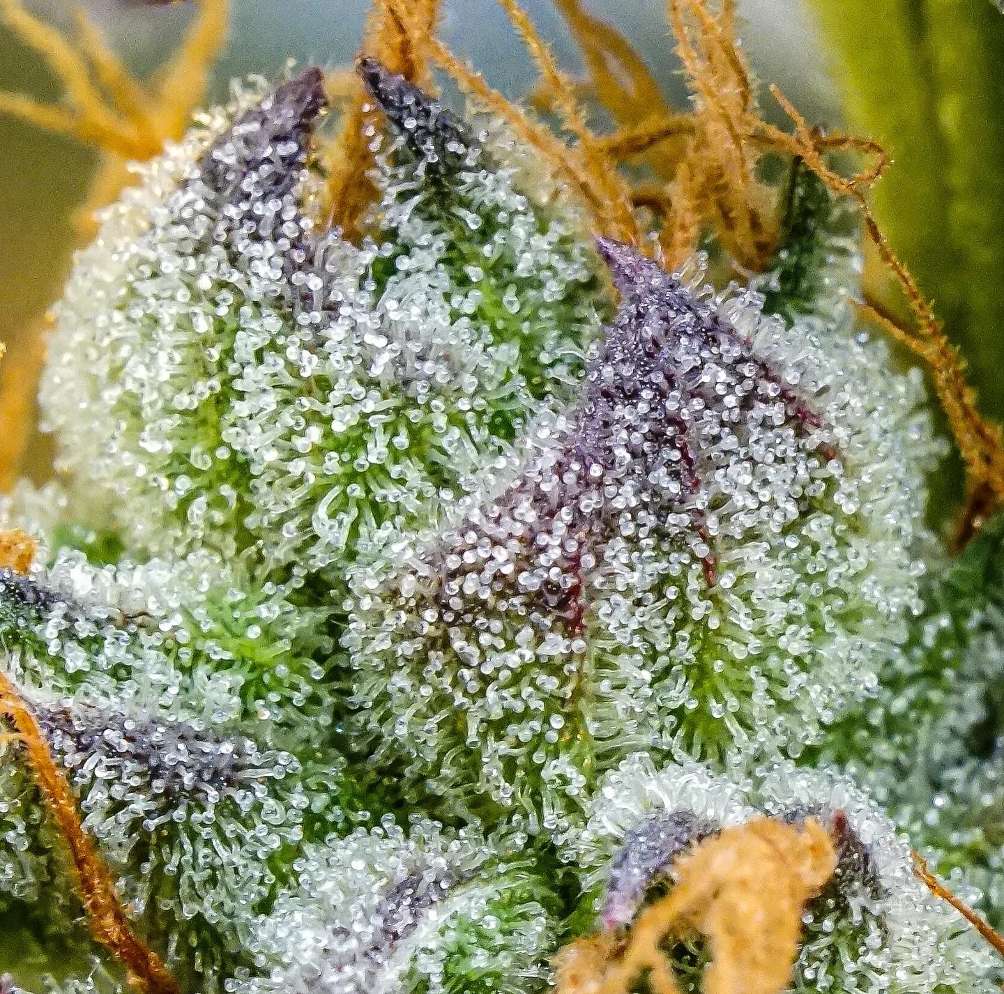 Macro cultivar study from the original Gage Green Group homepage archive