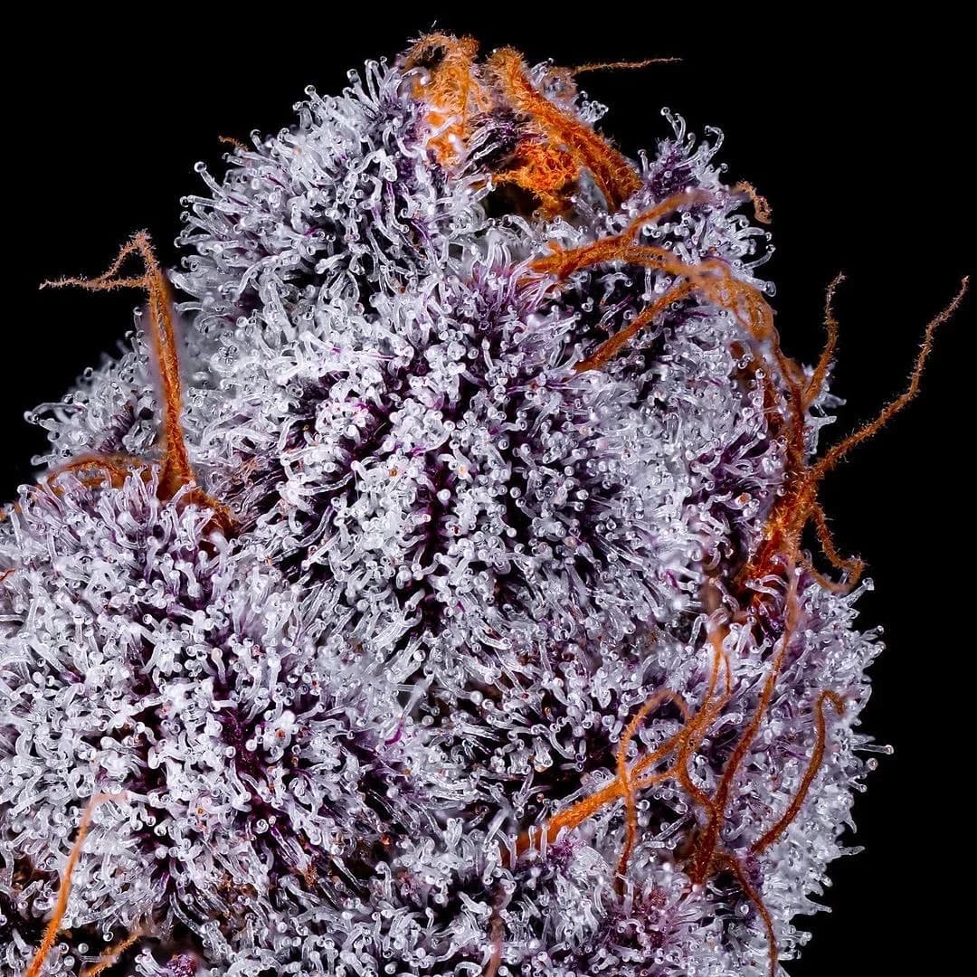 Crystal-coated purple cultivar close-up from the original Gage Green Group homepage archive