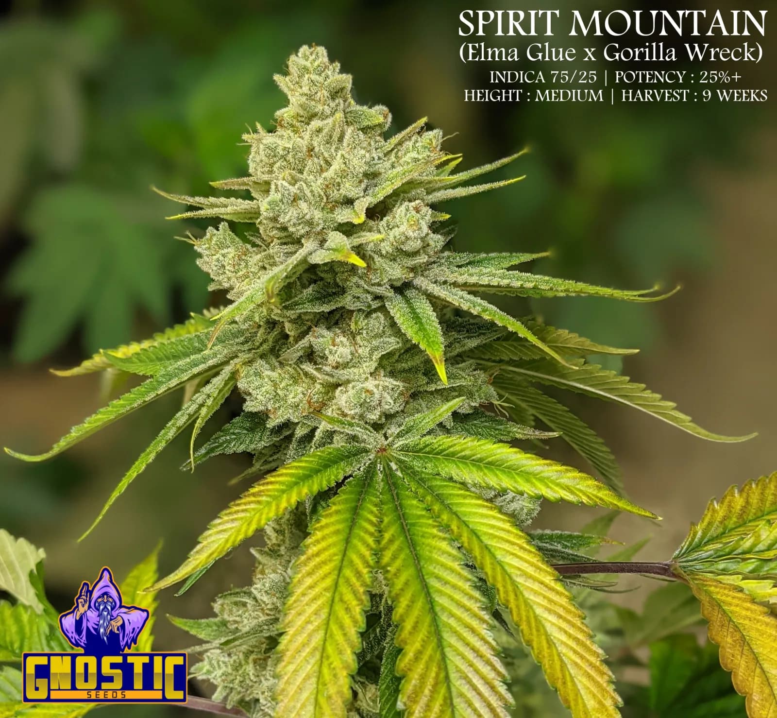 The Living Ledger: How a Registry Protects Cultivar Record