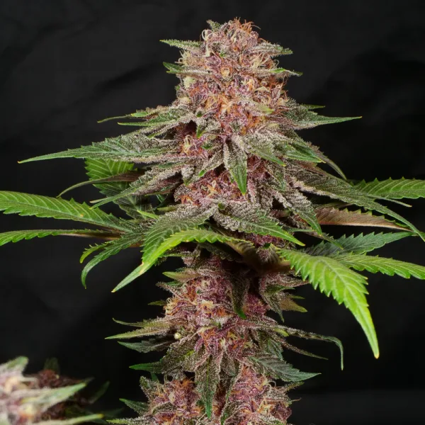 SEED BANK INTERNATIONAL: THE PLANETARY HEALING ANTENNA